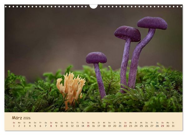 Produktbild: Pilzgalerie - Eindrucksvolle Aufnahmen von unseren heimischen Pilzen (Wandkalender 2026 DIN A3 quer), CALVENDO Monatskalender
