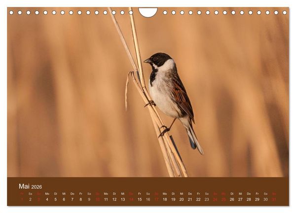 Produktbild: Der Federsee - Vogelparadies in Oberschwaben (Wandkalender 2026 DIN A4 quer), CALVENDO Monatskalender