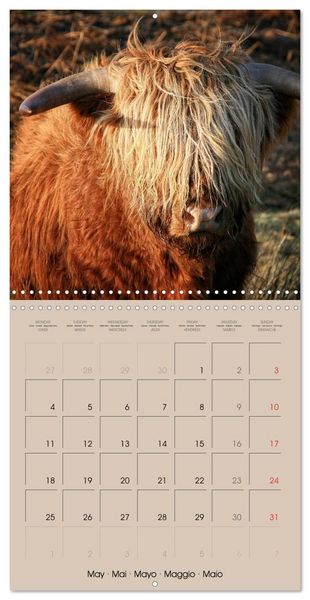 Produktbild: Highland Cows (Wall Calendar 2026 12 &times; 12 Inch) CALVENDO 12 Month Wall Calendar