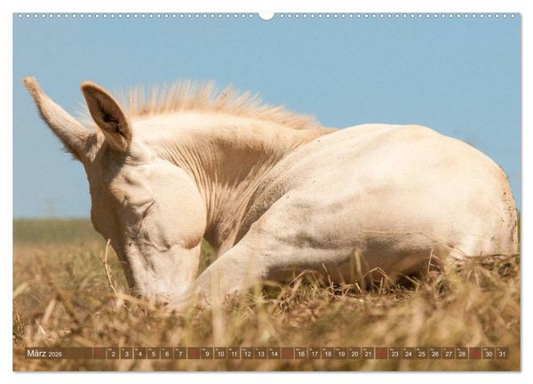 Produktbild: Lichtbringer - &Ouml;sterreichisch-Ungarische Barockesel (hochwertiger Premium Wandkalender 2026 DIN A2 quer), Kunstdruck in Hochglanz
