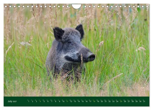 Produktbild: Wild Boars (Wall Calendar 2027 DIN A4 landscape), CALVENDO 12 Month Wall Calendar