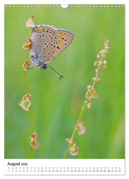 Produktbild: Insekten,Sch&ouml;nheiten der Natur (Wandkalender 2026 DIN A3 hoch), CALVENDO Monatskalender