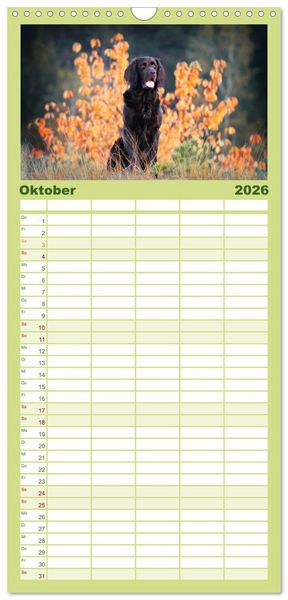 Produktbild: Familienplaner 2026 - Jagdhund im Portrait - Deutsch Langhaar mit 5 Spalten (Wandkalender, 21 x 45 cm) CALVENDO