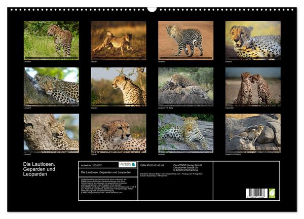 Produktbild: Die Lautlosen. Geparden und Leoparden (Wandkalender 2026 DIN A2 quer), CALVENDO Monatskalender