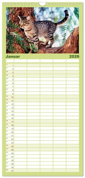 Produktbild: Familienplaner 2026 - Katzen mit 5 Spalten (Wandkalender, 21 x 45 cm) CALVENDO