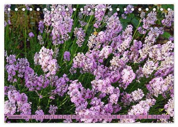 Produktbild: Farbzauber Lavendel (Tischkalender 2026 DIN A5 quer), CALVENDO Monatskalender