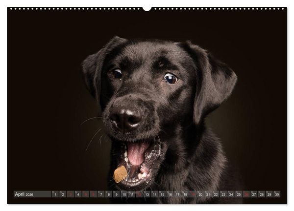 Produktbild: Fang das Leckerlie (Wandkalender 2026 DIN A2 quer), CALVENDO Monatskalender