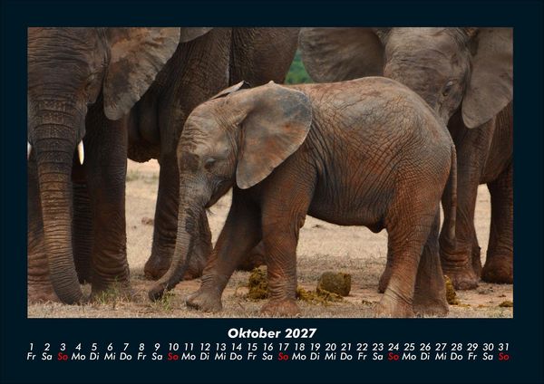 Produktbild: Der Tierkalender 2027 Fotokalender DIN A4