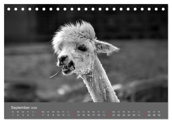 Produktbild: Tierische Augenblicke in Schwarz-Wei&szlig; (Tischkalender 2026 DIN A5 quer), CALVENDO Monatskalender