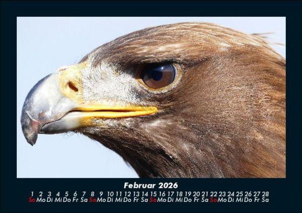Produktbild: V&ouml;gel 2026 Fotokalender DIN A5