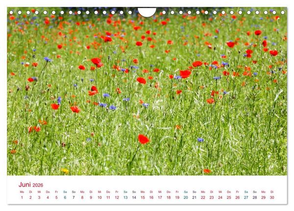 Produktbild: Mohnblumen (Wandkalender 2026 DIN A4 quer), CALVENDO Monatskalender