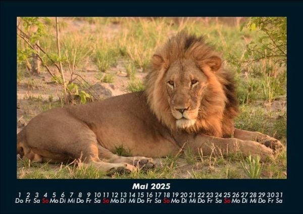 Produktbild: L&ouml;wen in der Wildnis 2025 Fotokalender DIN A5
