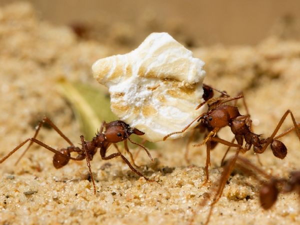 Produktbild: CALVENDO Puzzle Atta sexdens - Blattschneiderameise 1000 Teile Lege-Gr&ouml;&szlig;e 64 x 48 cm Foto-Puzzle Bild von Roland St&ouml;rmer