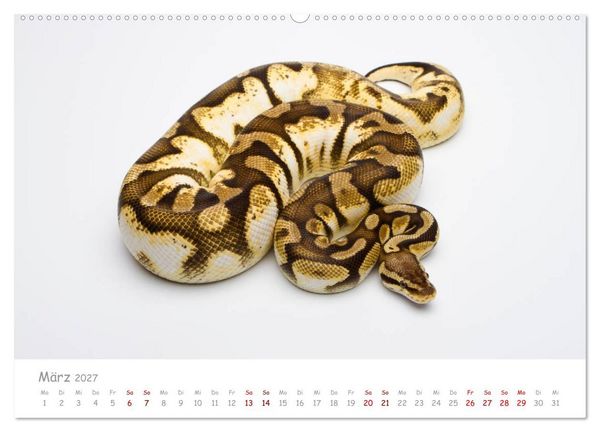 Produktbild: K&ouml;nigspythons - bunte Schlangen (Wandkalender 2027 DIN A2 quer), CALVENDO Monatskalender