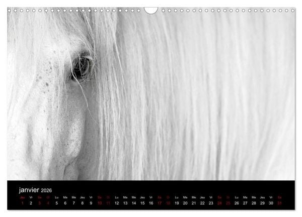Produktbild: Les chevaux du Maroc (Calendrier mural 2026 DIN A3 vertical), CALVENDO calendrier mensuel