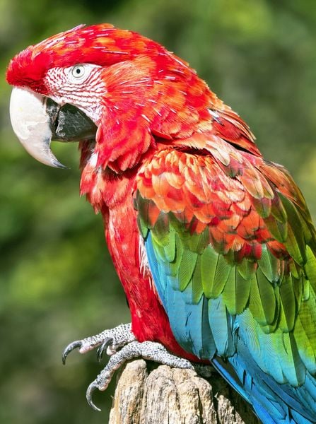 Produktbild: CALVENDO Puzzle Farbenfrohe Papageien: Gr&uuml;nfl&uuml;gel-Ara. | 2000 Teile Lege-Gr&ouml;&szlig;e 90x67cm Foto-Puzzle f&uuml;r gl&uuml;ckliche Stunden