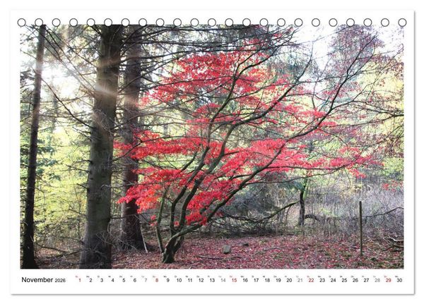 Produktbild: Mein Sehnsuchtsort, der heimische Wald (Tischkalender 2026 DIN A5 quer), CALVENDO Monatskalender
