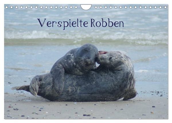 Produktbild: Verspielte Robben (Wandkalender 2026 DIN A4 quer), CALVENDO Monatskalender