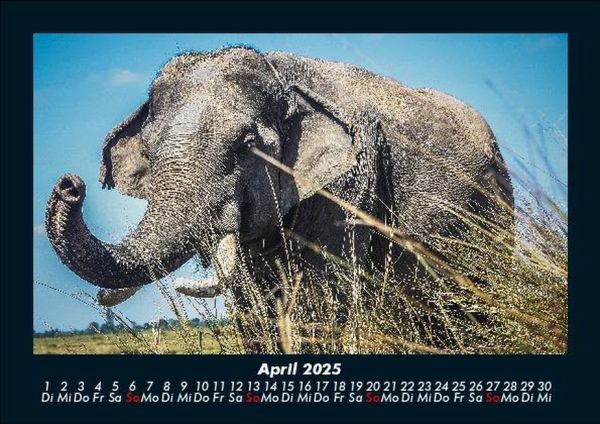 Produktbild: Tierkalender 2025 Fotokalender DIN A5
