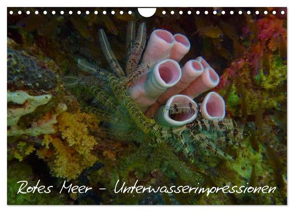 Produktbild: Rotes Meer - Unterwasserimpressionen (Wandkalender 2026 DIN A4 quer), CALVENDO Monatskalender