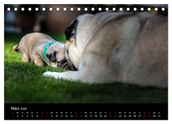 Produktbild: Mopswelpen (Tischkalender 2026 DIN A5 quer), CALVENDO Monatskalender