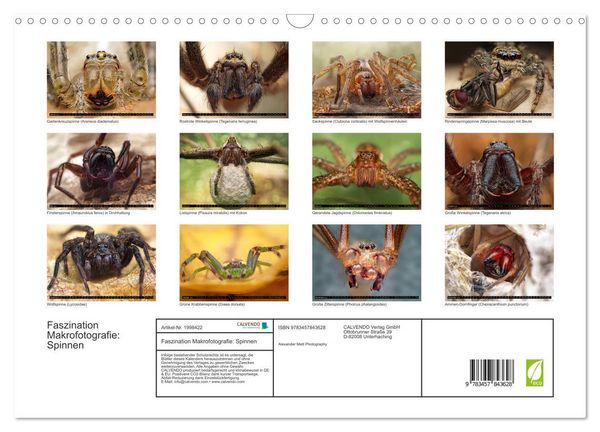 Produktbild: Faszination Makrofotografie: Spinnen (Wandkalender 2026 DIN A3 quer), CALVENDO Monatskalender