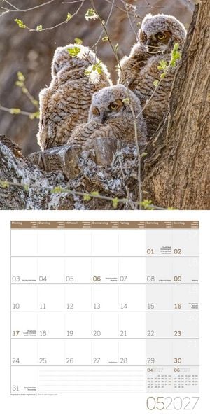 Produktbild: Eulen Kalender 2027 - 30x30 - Art12