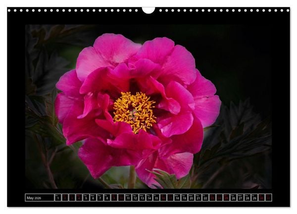 Produktbild: Mysterious plant portraits (Wall Calendar 2026 DIN A3 landscape), CALVENDO 12 Month Wall Calendar