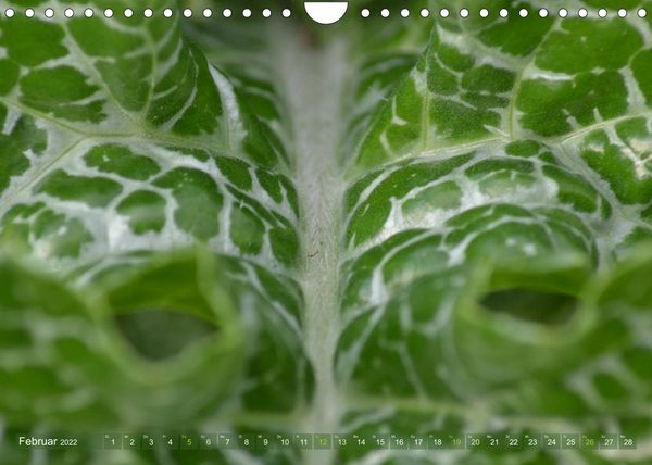 Produktbild: Alle Farben Gr&uuml;n (Wandkalender 2022 DIN A4 quer)