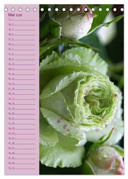 Produktbild: Rosen Symphonie (Tischkalender 2026 DIN A5 hoch), CALVENDO Monatskalender