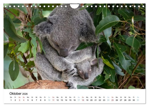 Produktbild: Australiens wunderbare Tiere (Wandkalender 2026 DIN A4 quer), CALVENDO Monatskalender