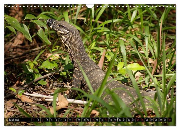 Produktbild: Die Tierwelt in Australien (Wandkalender 2026 DIN A3 quer), CALVENDO Monatskalender