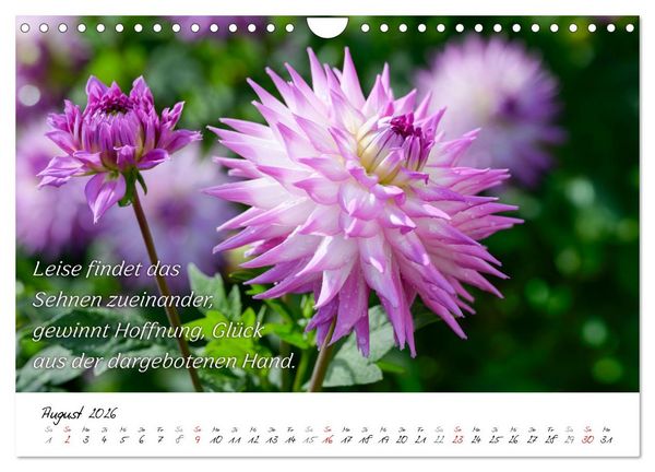Produktbild: Dahlien Poesie (Wandkalender 2026 DIN A4 quer), CALVENDO Monatskalender