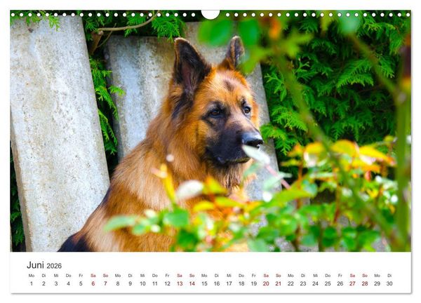 Produktbild: Sch&auml;ferhunde - Die gutm&uuml;tigen Wegbegleiter. (Wandkalender 2026 DIN A3 quer), CALVENDO Monatskalender