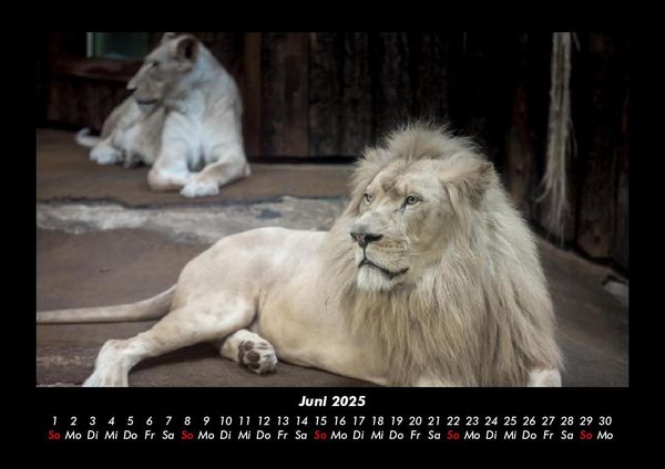 Produktbild: L&ouml;wen in der Wildnis 2025 Fotokalender DIN A3