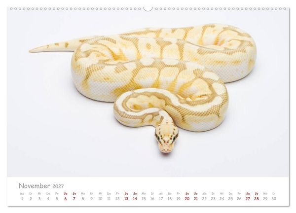 Produktbild: K&ouml;nigspythons - bunte Schlangen (Wandkalender 2027 DIN A2 quer), CALVENDO Monatskalender