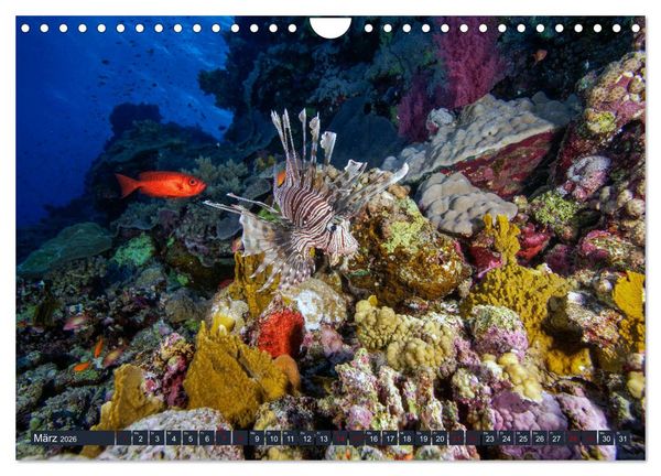 Produktbild: Farbenfrohes Meer (Wandkalender 2026 DIN A4 quer), CALVENDO Monatskalender