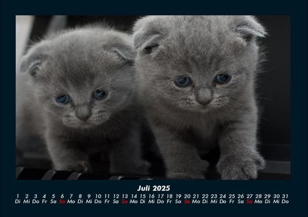 Produktbild: F&uuml;r Katzenfreunde 2025 Fotokalender DIN A4