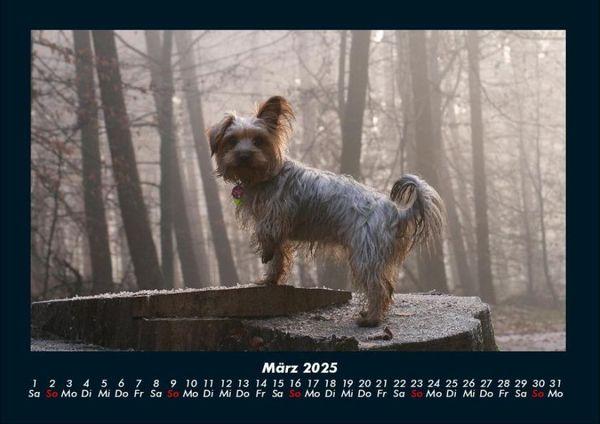 Produktbild: Hunde 2025 Fotokalender DIN A4