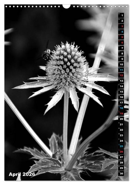 Produktbild: Blumige Graustufen - Schwarz und Wei&szlig; (Wandkalender 2026 DIN A3 hoch), CALVENDO Monatskalender
