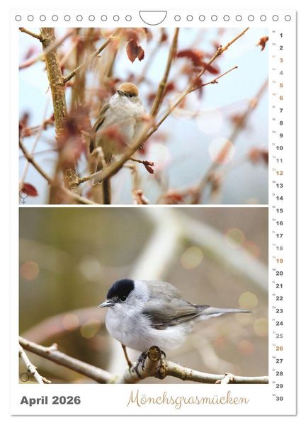 Produktbild: Vogel-Paare (Wandkalender 2026 DIN A4 hoch), CALVENDO Monatskalender
