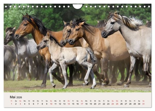 Produktbild: D&uuml;lmener Wildpferde (Wandkalender 2026 DIN A4 quer), CALVENDO Monatskalender