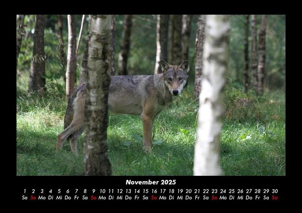 Produktbild: B&auml;ume 2025 Fotokalender DIN A3