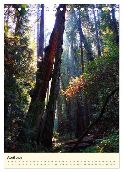 Produktbild: Redwoods - Faszination Mammutb&auml;ume (Tischkalender 2026 DIN A5 hoch), CALVENDO Monatskalender