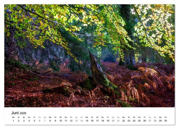 Produktbild: Magie der W&auml;lder Britanniens (Wandkalender 2026 DIN A4 quer), CALVENDO Monatskalender