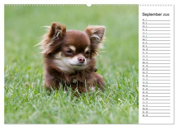 Produktbild: Chihuahuas - kleine Herzensbrecher (hochwertiger Premium Wandkalender 2026 DIN A2 quer), Kunstdruck in Hochglanz