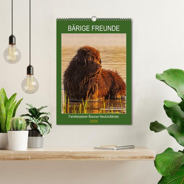 Produktbild: B&auml;rige Freunde - Familienplaner Brauner Neufundl&auml;nder (Wandkalender 2026 DIN A3 hoch), CALVENDO Monatskalender