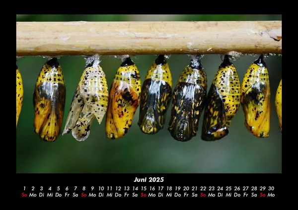 Produktbild: Bunte Pracht der Schmetterlinge 2025 Fotokalender DIN A3