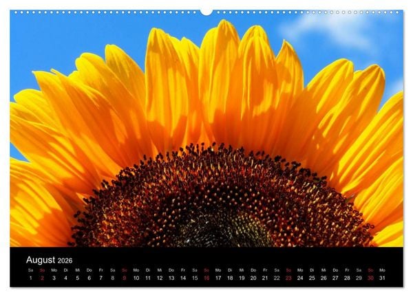 Produktbild: Sonnenblumen (Wandkalender 2026 DIN A2 quer), CALVENDO Monatskalender