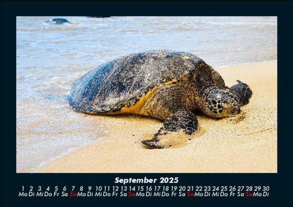 Produktbild: Schildkr&ouml;tenzauber 2025 Fotokalender DIN A5